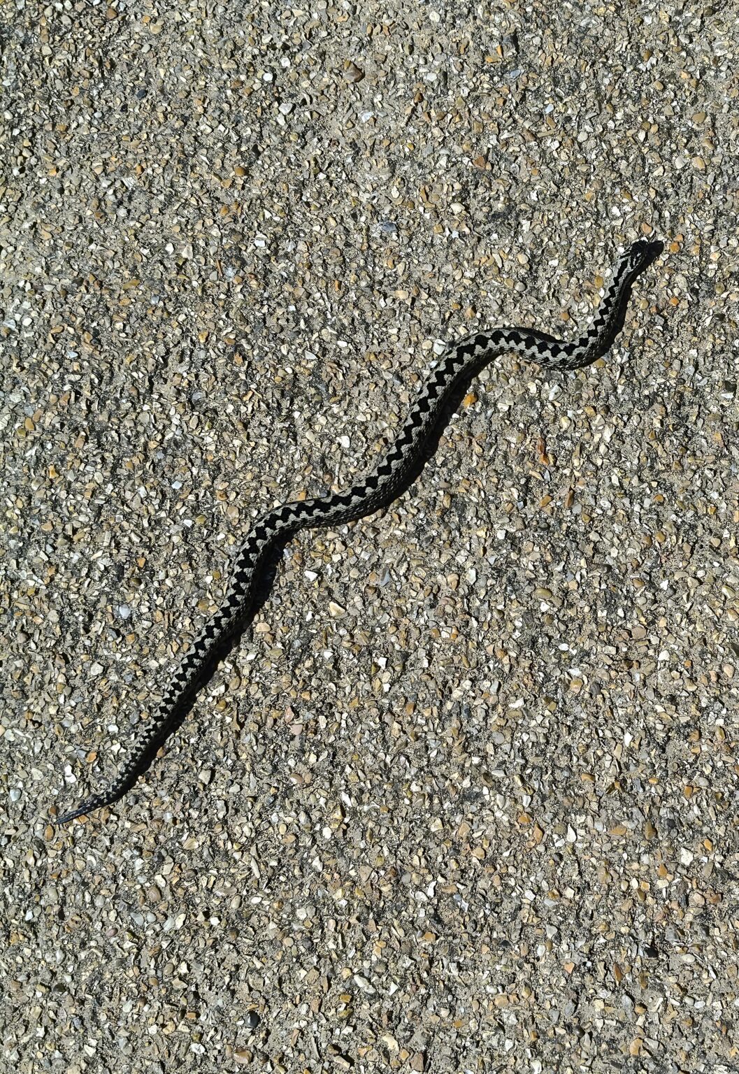 英国で初めてヘビが発見された