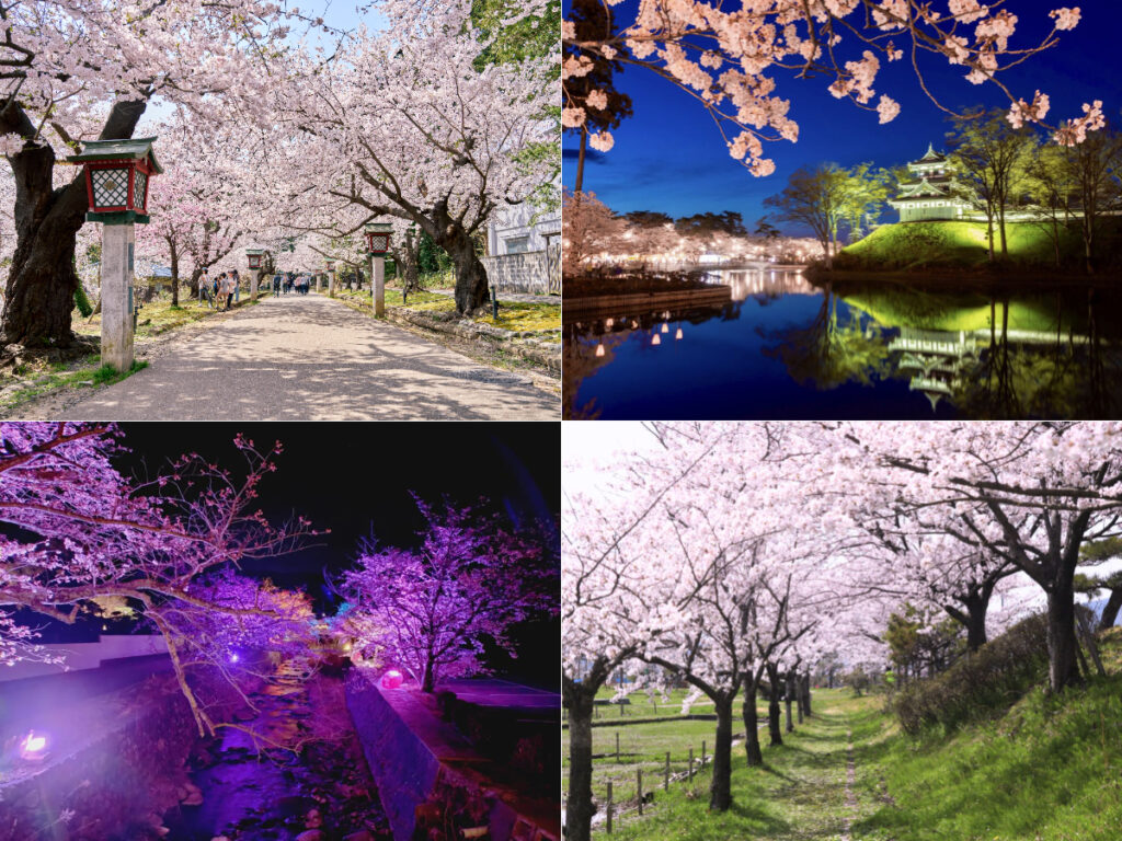 2026年の桜シーズンが到来♪『新潟県のお花見スポット10選』をご紹介！“ライトアップされた夜桜”を満喫しよう♪ - 地域情報サイト「ガタチラ」
