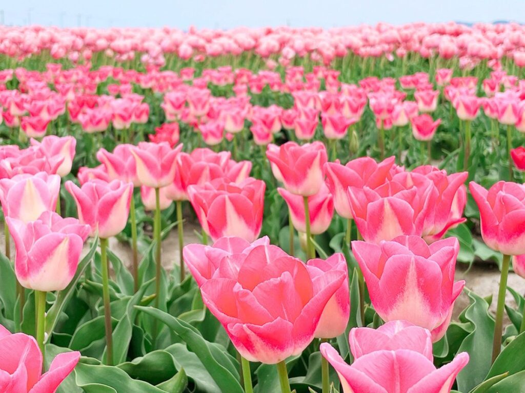 第39回五泉市チューリップまつり