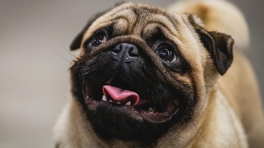 ヨーロッパの新しい法律が犬と猫の保護に関する規則を制定