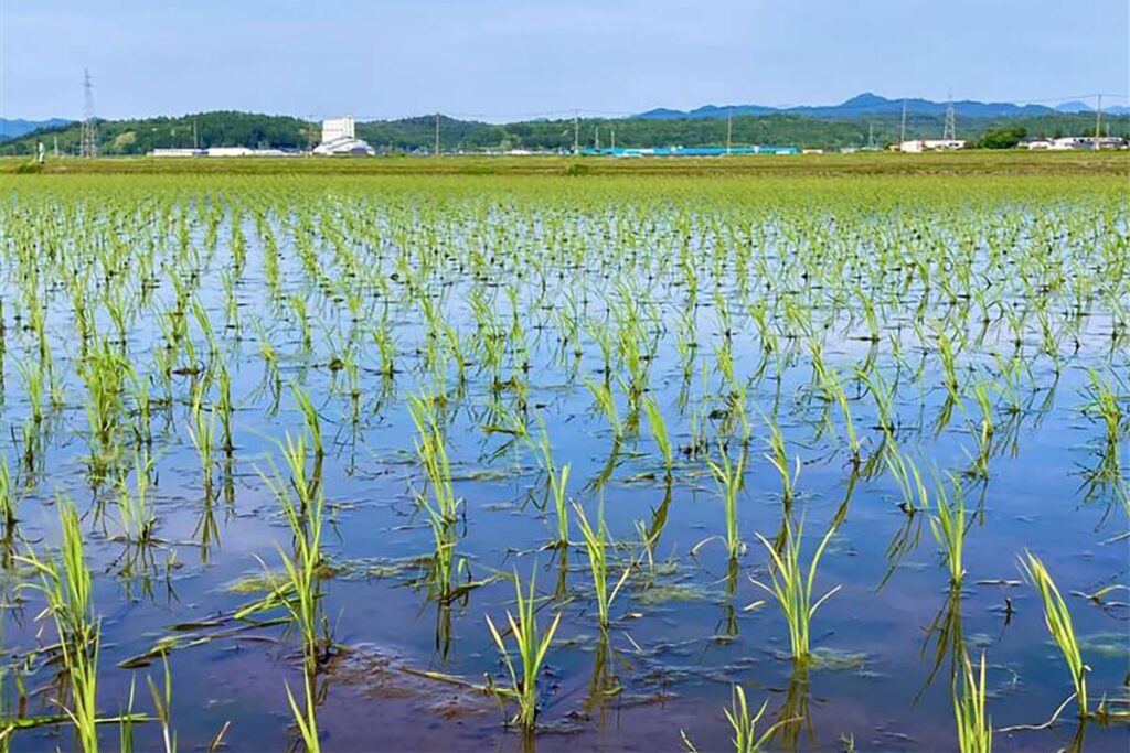 コメ最高値から一転、スーパーで「5キロ3000円割れ」も…鈴木農水相「備蓄米の買い戻し」発表に「価格はマーケットの中で決まるのでは？」と疑問の声 ― 6月暴落説の信憑性