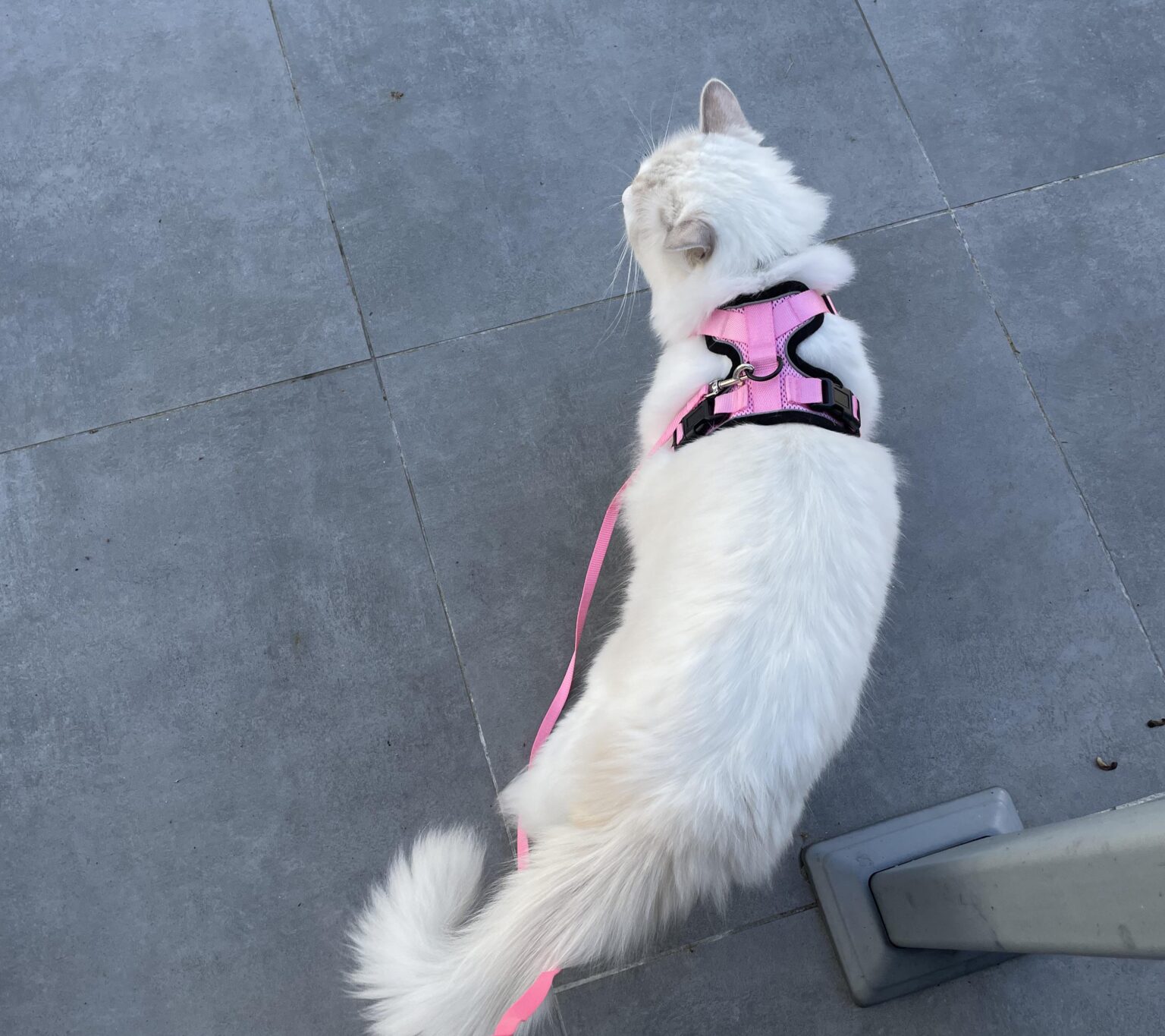 誰かが猫を散歩させているのを見たらどう反応しますか