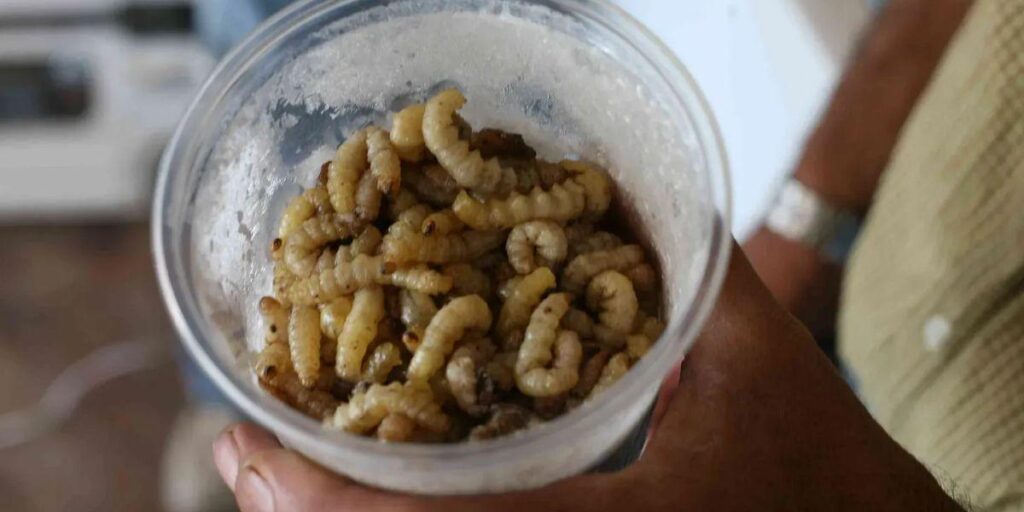 コガネムシのスープ: 唯一の伝統的な中央ヨーロッパの昆虫料理はどんな味ですか?