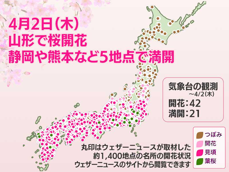 今日の桜開花状況 4月2日(木) 山形で開花、静岡や熊本など5地点で満開