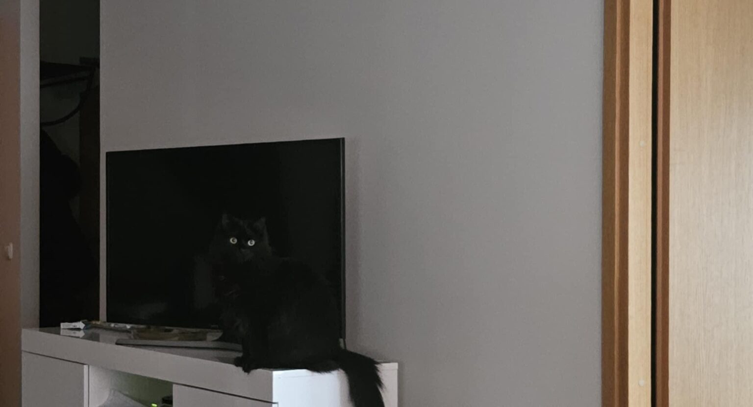 reddit は猫が大好きだと聞きましたが、誰が猫を見つけられるでしょうか?