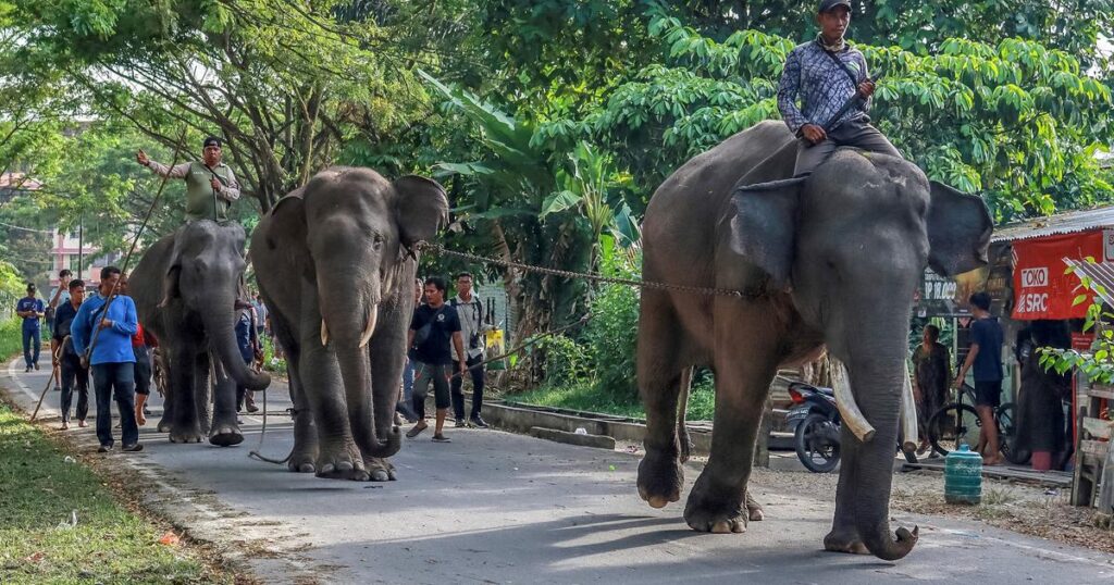 世界初：インドネシアが象乗りを禁止