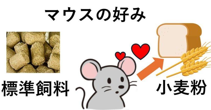 小麦粉や米粉はなぜ「食べ過ぎてなくても太る」のか 体重増加との意外な関係、大阪公立大がマウスで検証