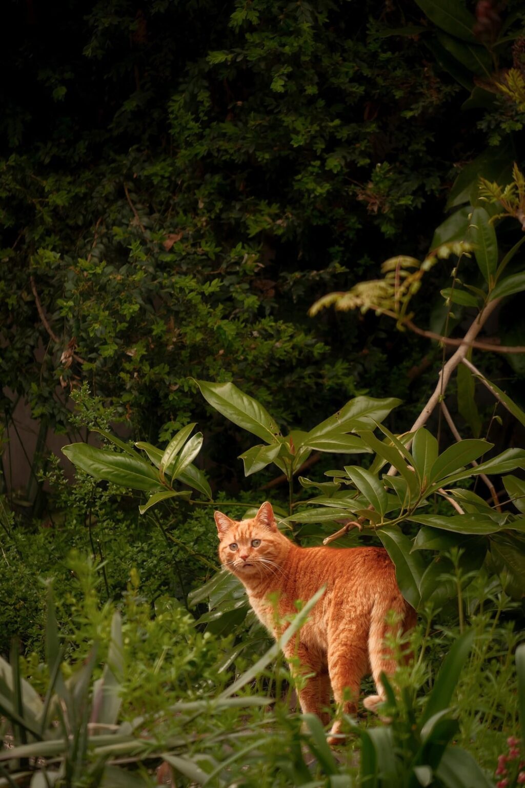 猫も鳥も草も、この状況はもう続かないということ