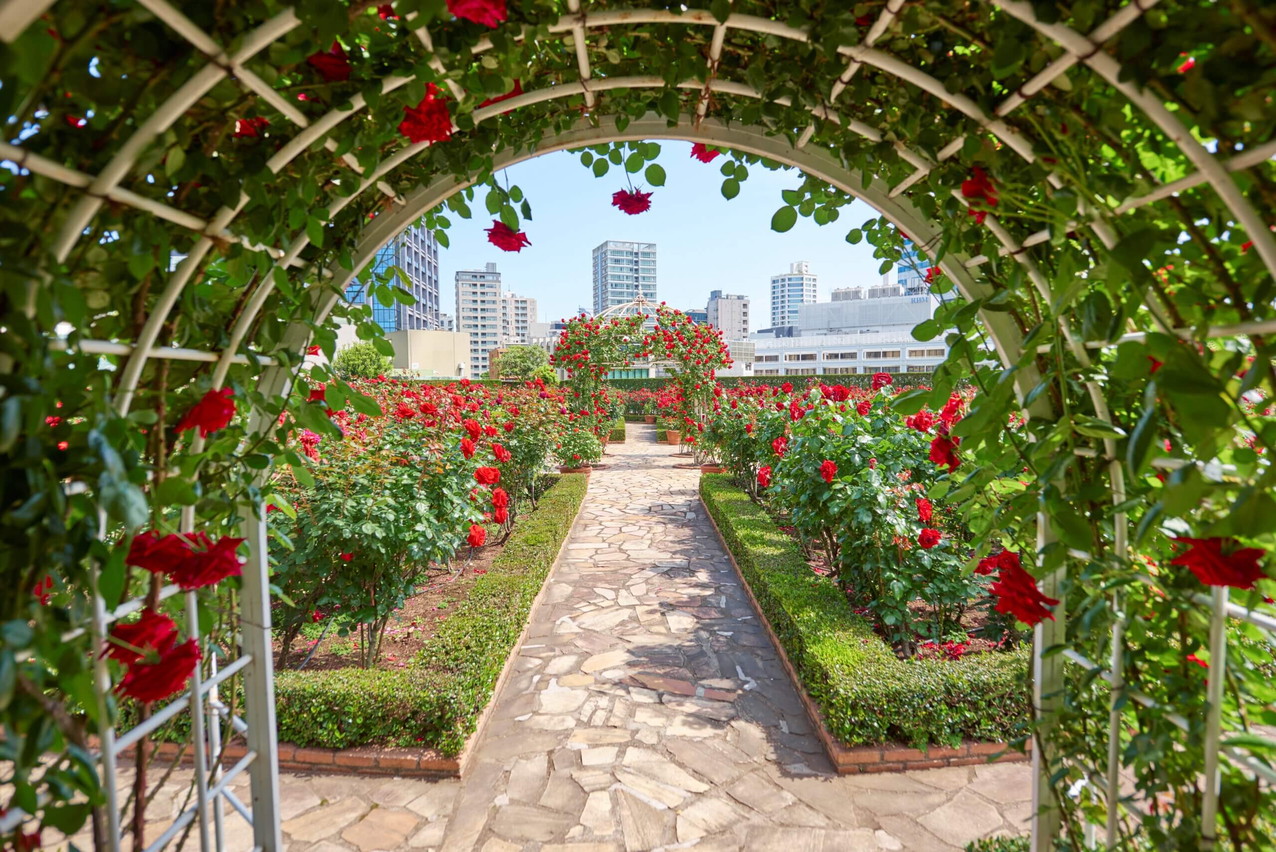 Red Rose Garden