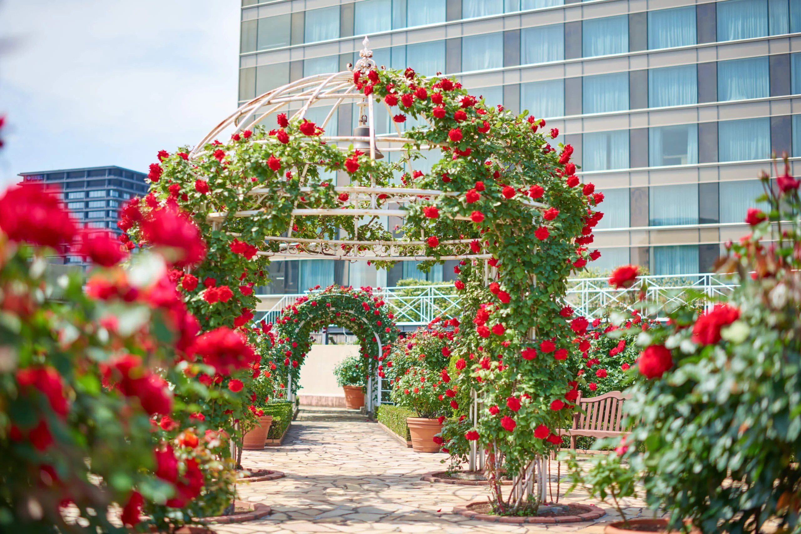 Red Rose Garden