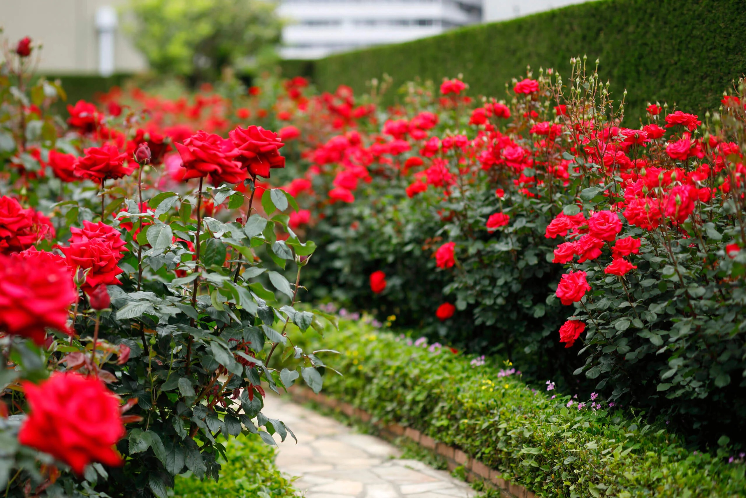 Red Rose Garden