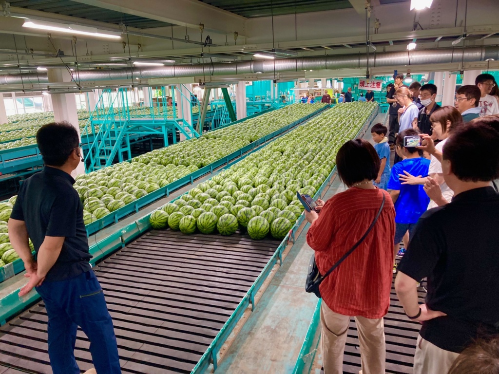 倉吉スイカ選果場見学と極実西瓜試食体験オープンデー2026