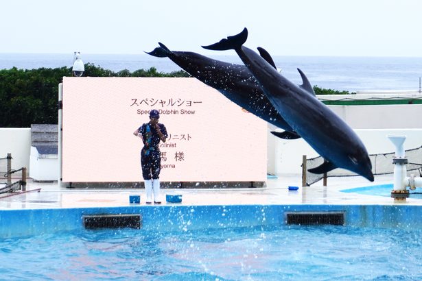 オキちゃん ありがとう　沖縄美ら海水族館　半世紀の歩み追悼