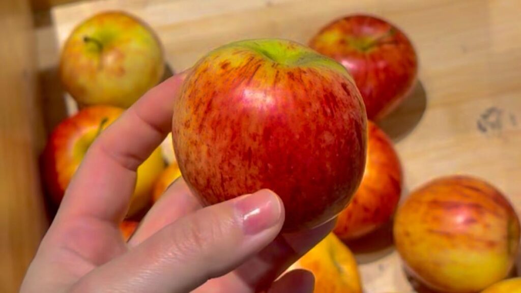 【驚愕】驚きの無料サービス！NZのスーパーが天国すぎた！釣り人が学ぶべき魚の真実（リコ） - エキスパート - Yahoo!ニュース