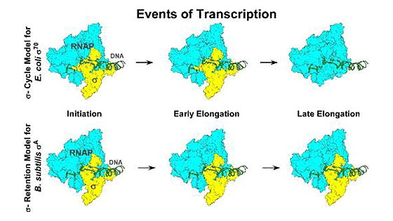 細菌の遺伝子制御の定説覆す研究成果を発表 インド|インド科学技術ニュース|Science Portal India インドの科学技術の今を伝える