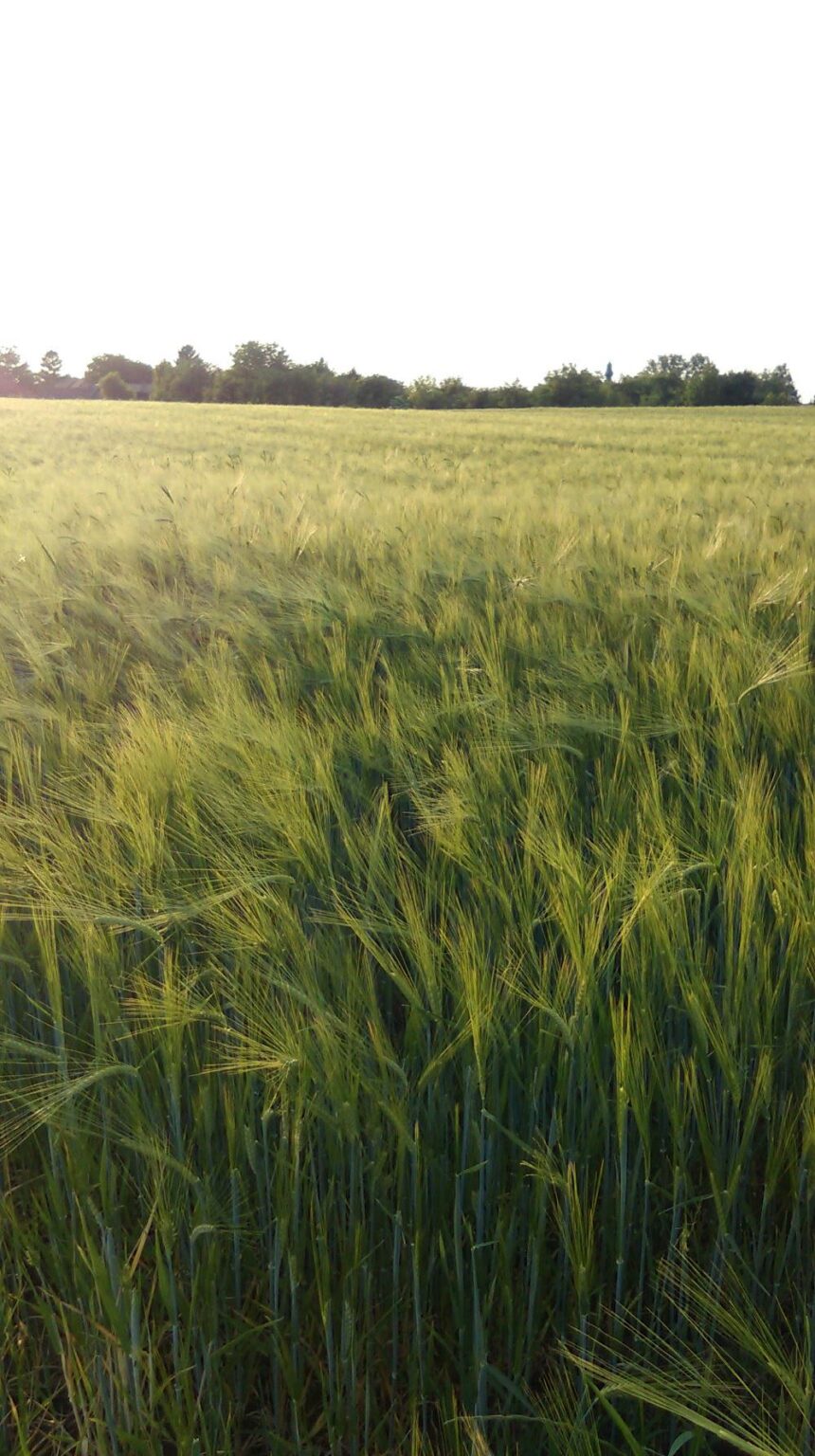 スラヴォニア、私の写真。 AIではありません。