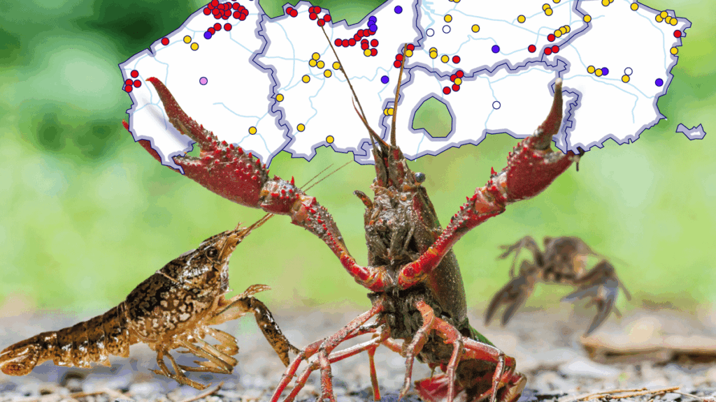 「フランドルの水面下でドラマが起こっている」、外来種のザリガニが主役