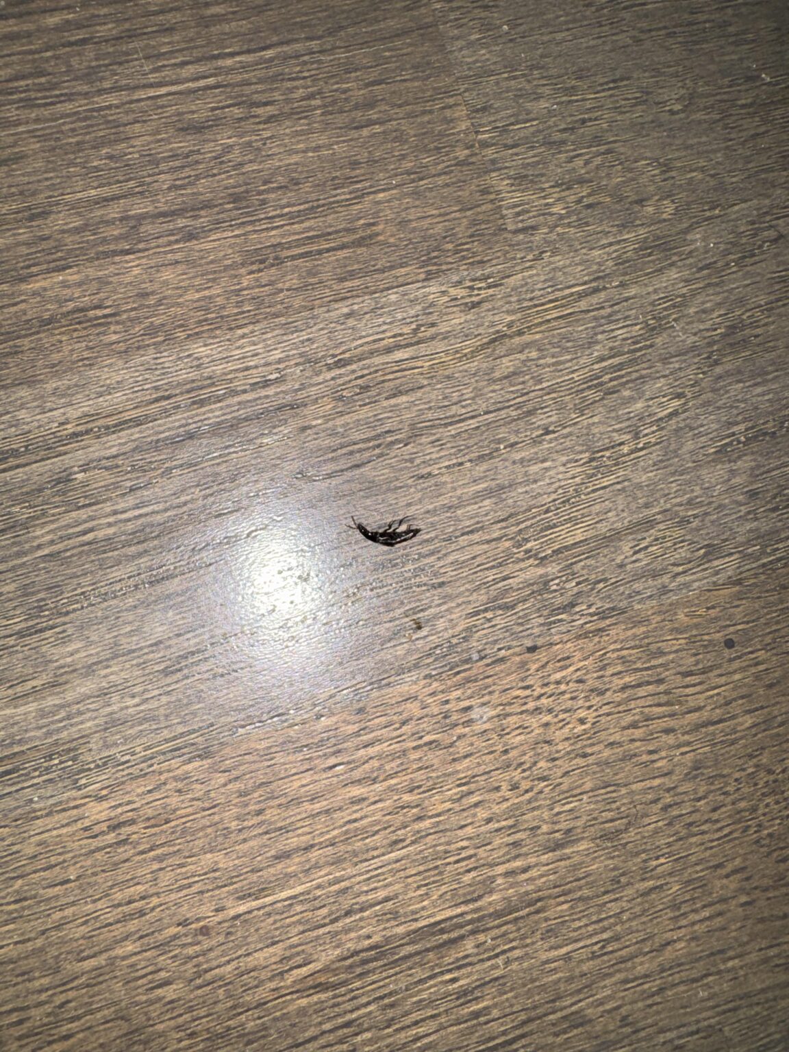 これは何の虫かわかる人いますか？