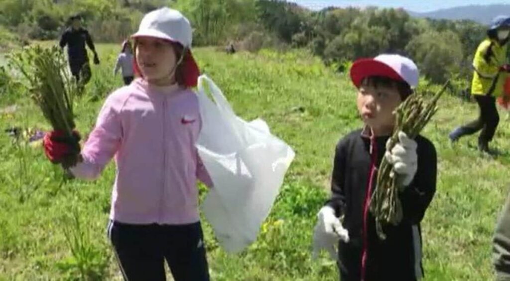 【山菜シーズン】「大きいのも採れて、うれしかった！」信州・飯田市の小学校児童が「ワラビ採り」1時間ほどで約10キロ採れた！