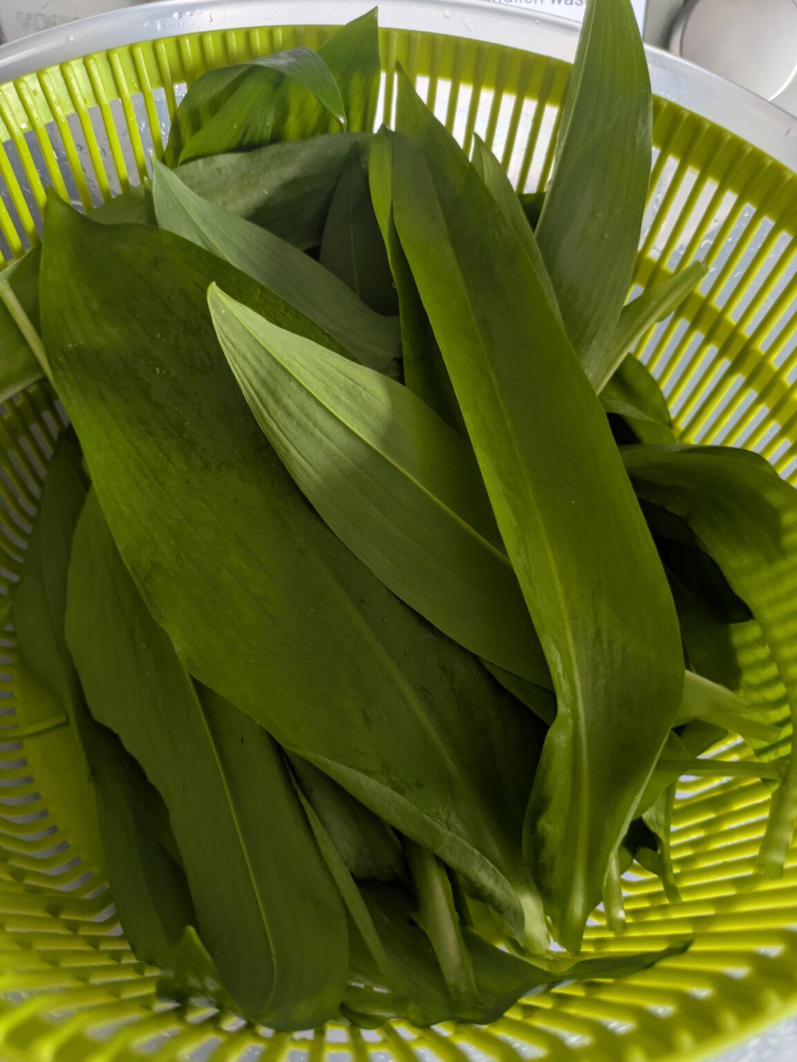 ハッピースプリング！