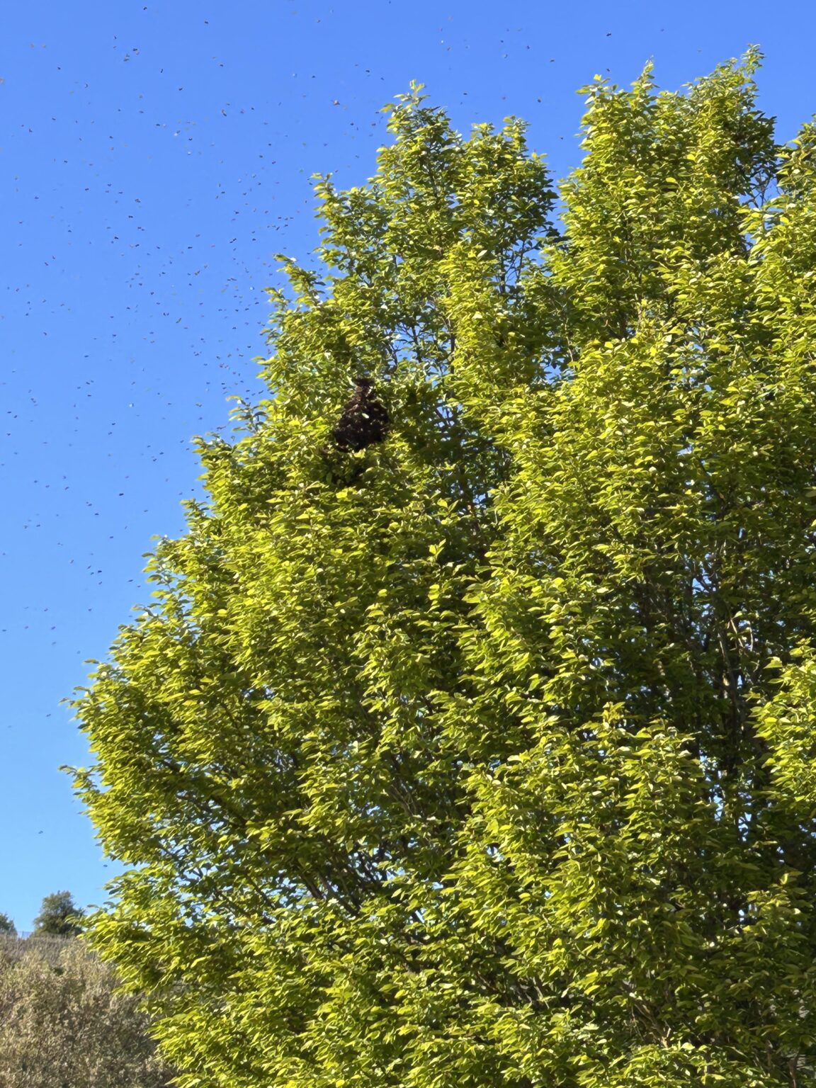 ミツバチの手伝いをします。