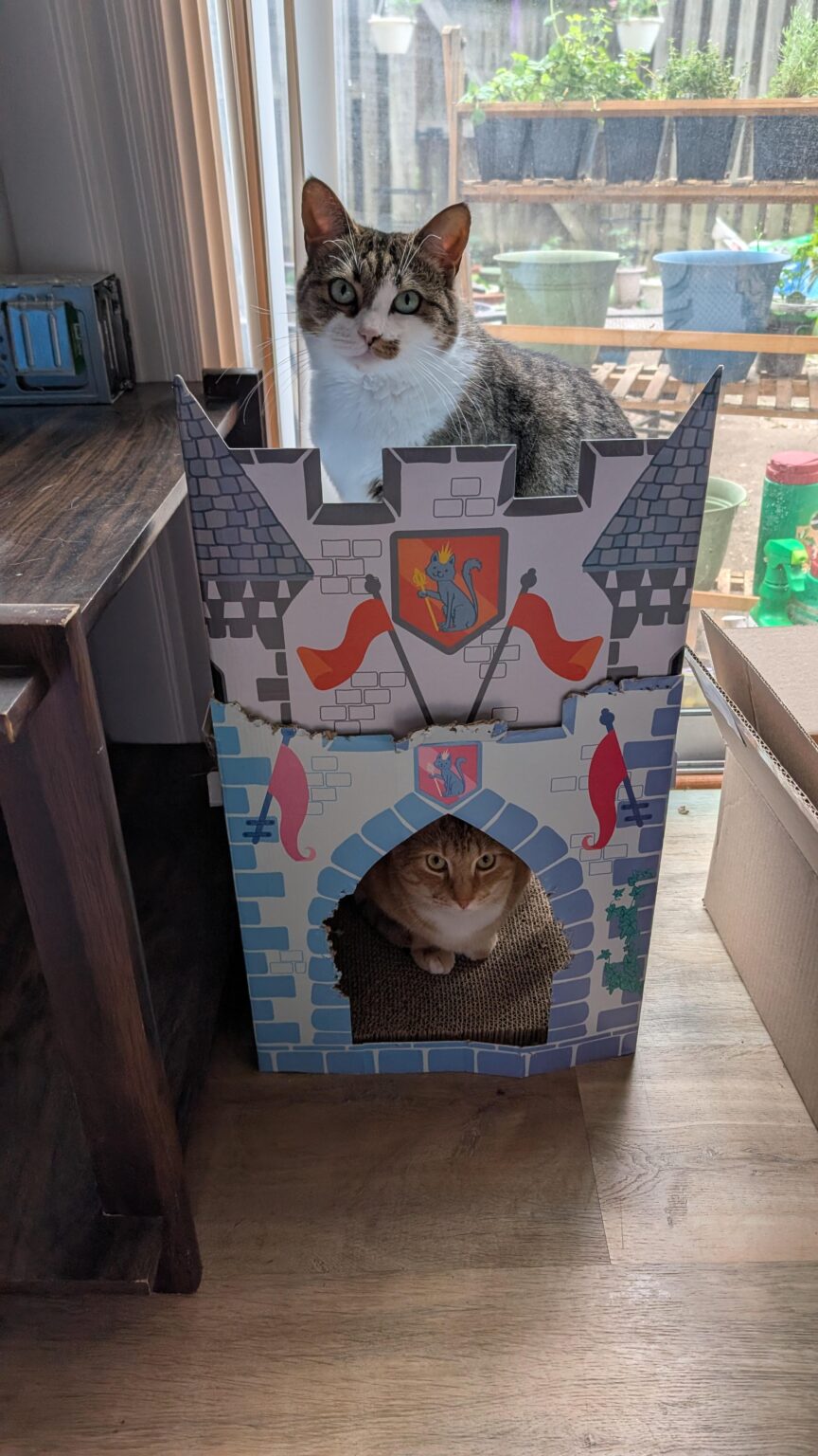 にゃーんちゃん