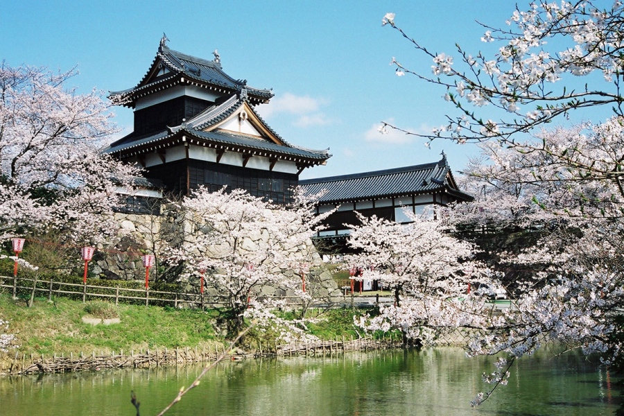 「郡山城跡」で桜の季節の「追手向櫓」（写真提供：大和郡山市観光協会）