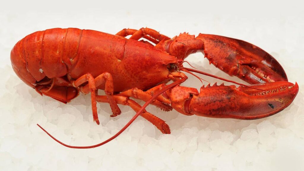 動物愛護活動家によって港に投げ込まれたペットのロブスターは即死した可能性が高いと飼い主が語る