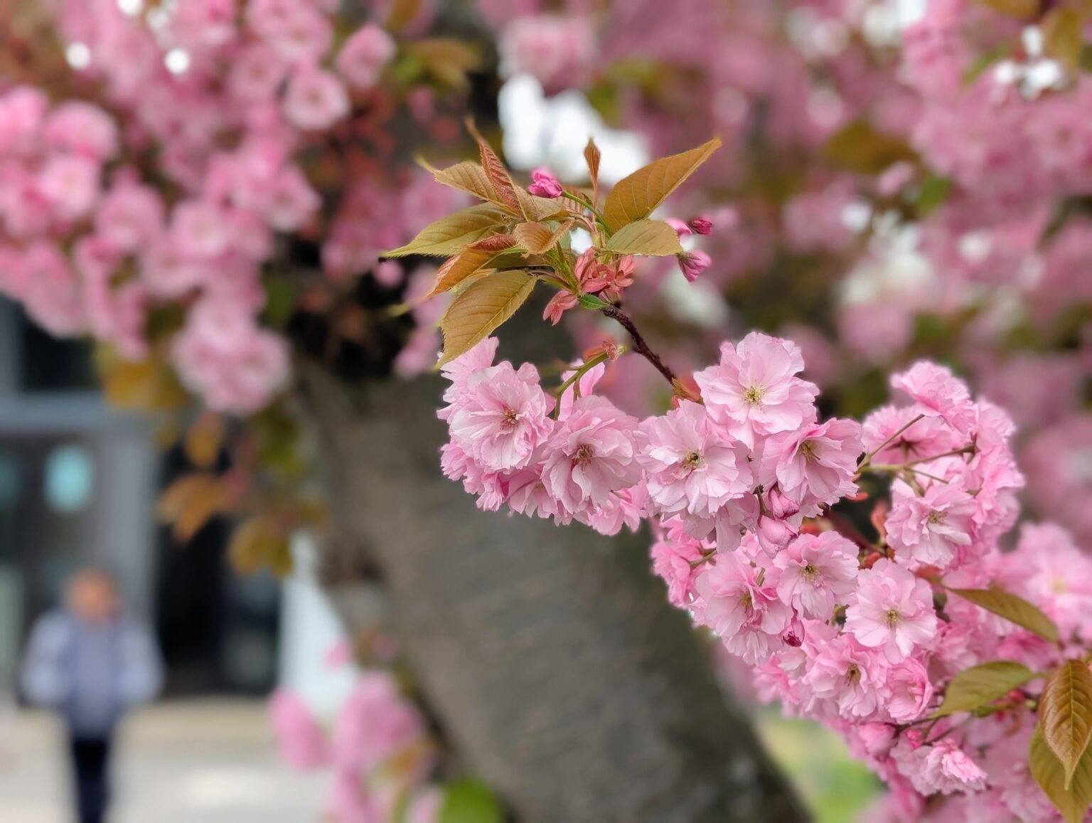 こんにちは春!!