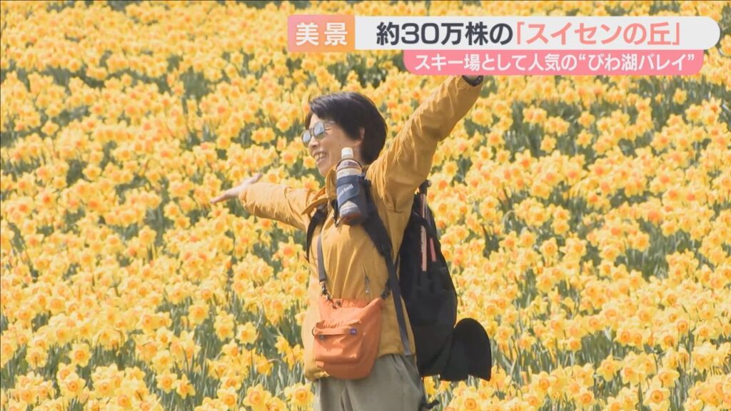 ３種類の西洋スイセン約３０万株が見ごろ　滋賀・びわ湖バレイ「スイセンの丘」　冬にはスキー場としても人気