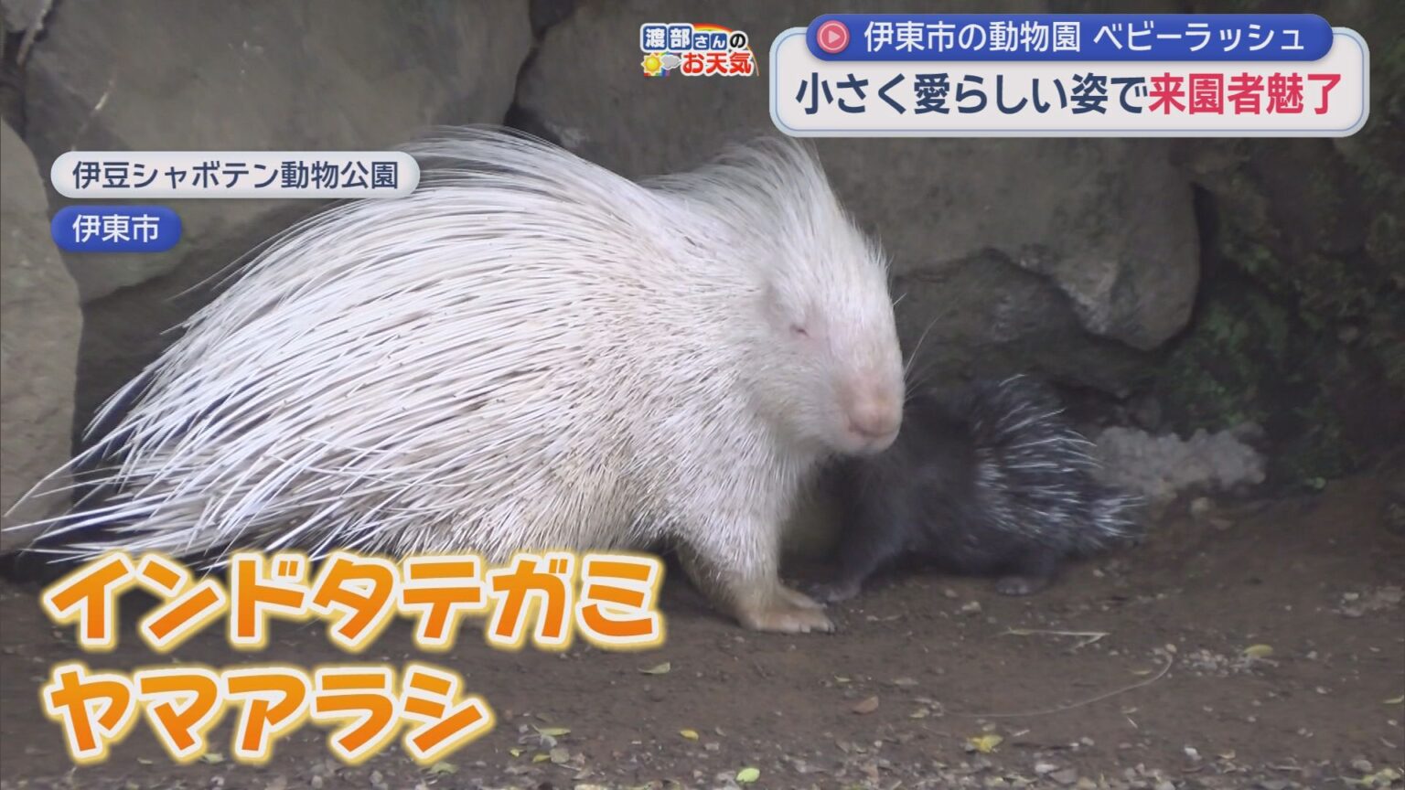 伊豆シャボテン動物公園でベビーラッシュ　ワオキツネザル、インドタテガミヤマアラシ、プレーリードッグ - LOOK 静岡朝日テレビ