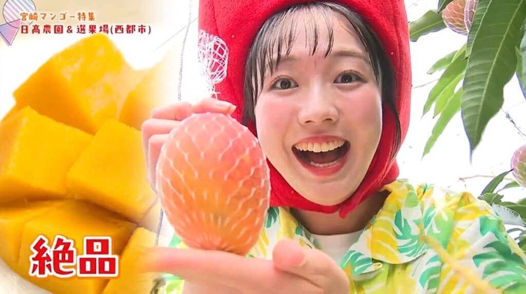 わずか15%の狭き門!最高級「太陽のタマゴ」笑顔になれる宮崎マンゴーの歴史と魅力(2026年5月31日掲載)|UMK NEWS NNN 共有