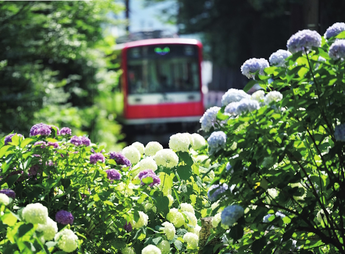 神奈川県 箱根登山列車×あじさい｜車窓に触れるほど咲く球状の花を堪能 | サライ.jp｜小学館の雑誌『サライ』公式サイト