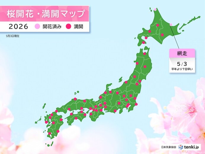 網走で桜が開花　サクラと雪のコラボが楽しめるか?