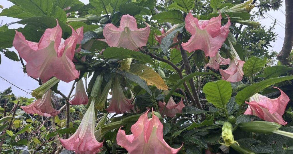 沖縄市で花々饗宴　エンゼルストランペットなど