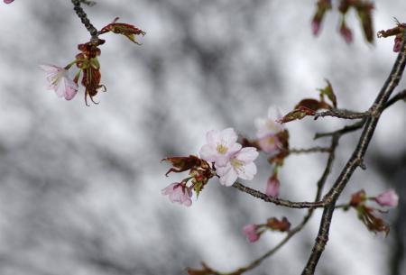 北海道で日本一遅い桜開花 釧路と網走、前線列島縦断 | 全国のニュース | 福井新聞ONLINE