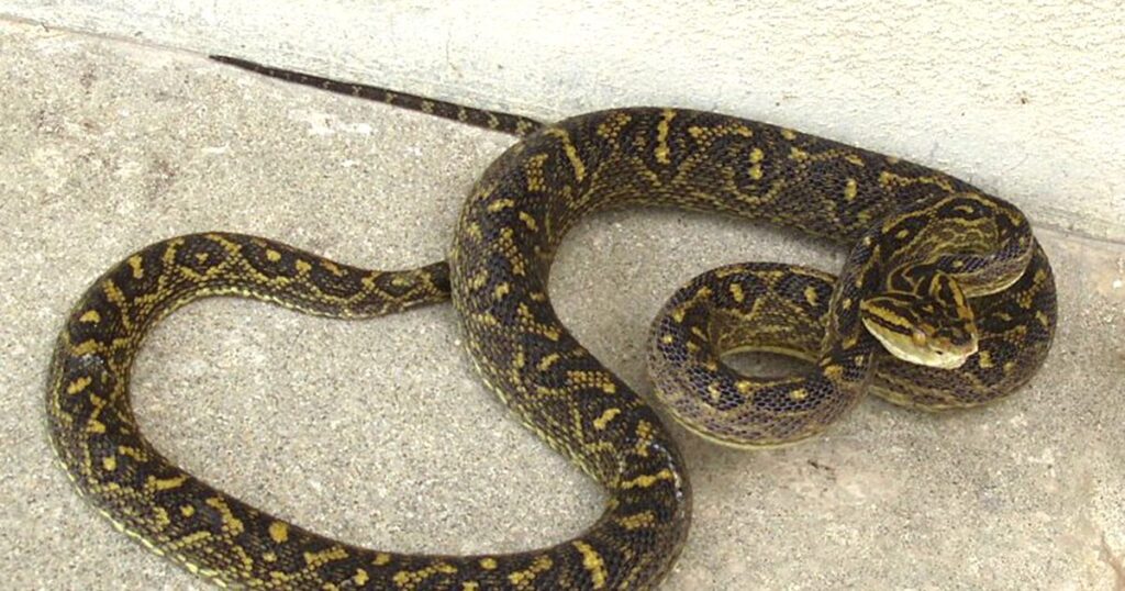 ハブのかみつき　沖縄県が注意報　25年発生は47件　畑、草地への出入りに要警戒
