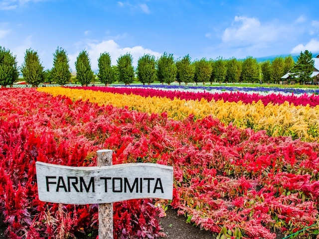 北海道の「ゴールデンウイークに行きたい花畑」ランキング！ 2位「ファーム富田」を抑えた1位は？【2026年調査】