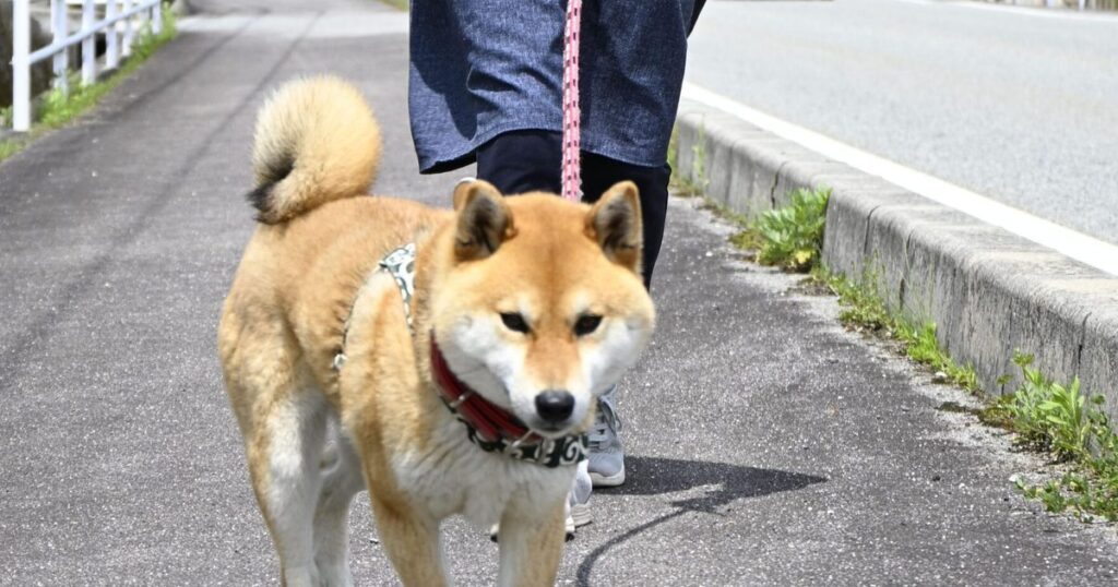 犬の散歩で防犯だワン　広島県警、隊員３３６匹