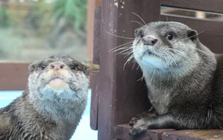 5月27日は「世界カワウソの日」　三重県の「ゼロ距離水族館 伊勢シーパラダイス」で特別イベント