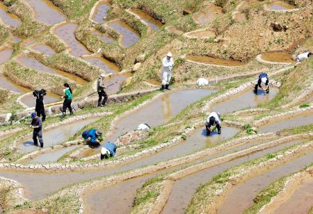 二重被災の千枚田で田植え、石川 輪島市、オーナー会員ら参加 | 全国のニュース | 福井新聞ONLINE