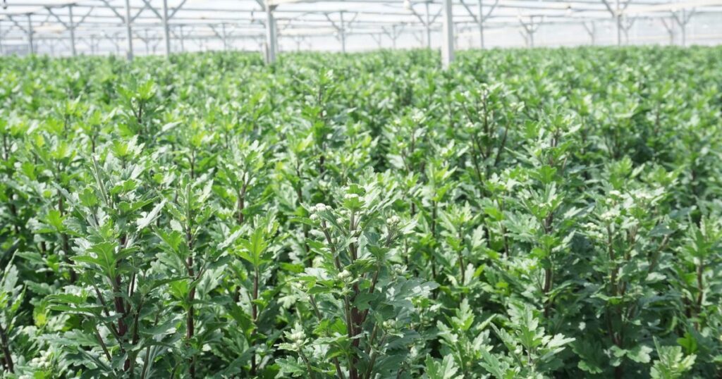 県産キク　出荷半減　海外産競合、温暖化、葬儀縮小…　２５年度、過去最低　花き農協・ＪＡ
