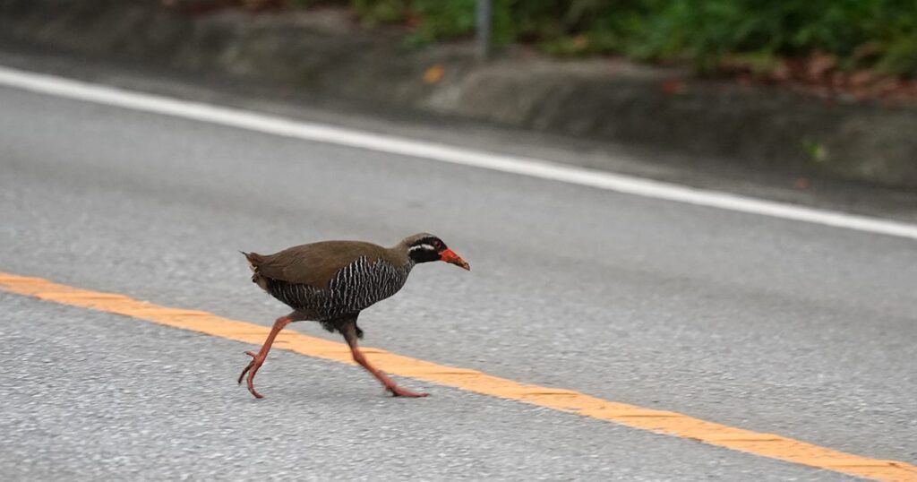 ヤンバルクイナ輪禍急増 繁殖期で活動活発に きょうから愛鳥週間 沖縄 ヤンバルクイナ輪禍急増 繁殖期で活動活発に きょうから愛鳥週間 沖縄