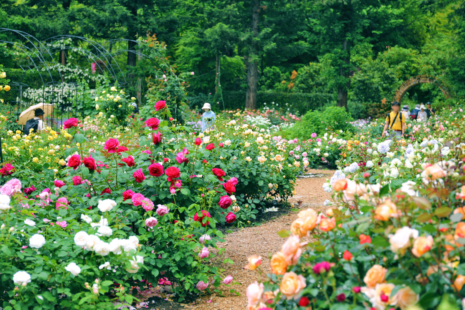 三重県津市「レッドヒル ヒーサーの森」で約500品種のバラが見頃。16日・17日にローズフェスタ開催 - トラベル Watch