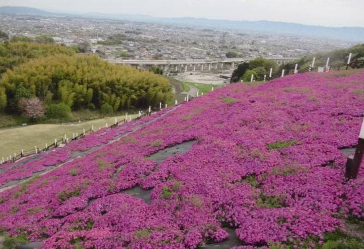 「しあわせの森公園」(奈良・葛城市)では約3万5000株の芝桜が咲き、斜面をピンク色に染めていた(4月13日)