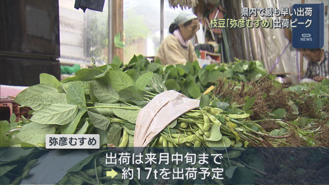 県内でもっとも早い出荷 何粒食べても飽きがこない枝豆「弥彦むすめ」が出荷ピーク【新潟・弥彦村】(UX新潟ニュース)|dメニューニュース(NTTドコモ) 県内でもっとも早い出荷 何粒食べても飽きがこない枝豆「弥彦むすめ」が出荷ピーク【新潟・弥彦村】