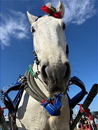 ばん馬ハクウンリュー号がやって来る!の写真