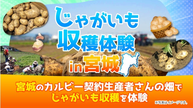 3年連続！宮城県の契約生産者の畑でファンミーティングを開催 Calbee『Fan With! Project』～じゃがいも収穫体験 in 宮城～
