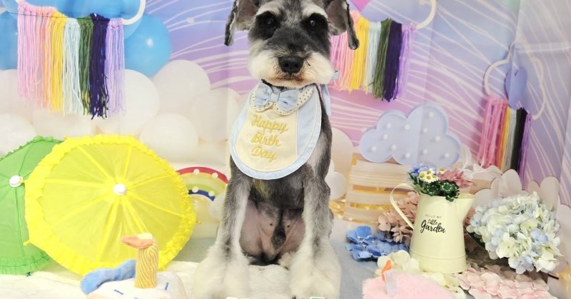 (( 2026.05.27 )).本日初めてご来店のモデルくん🐶🐾Pooへのご来店は初めてでしたが、とてもお利口さんで最後まで…(2026.05.27) | 福島市のトリミングサロン 犬の美容室Poo(プー)│トリミング・ペットホテル・南福島・ペット (( 2026.05.27 )).本日初めてご来店のモデルくん🐶🐾Pooへのご来店は初めてでしたが、とてもお利口さんで最後まで...(2026.05.27) | 福島市のトリミングサロン 犬の美容室Poo(プー)│トリミング・ペットホテル・南福島・ペット