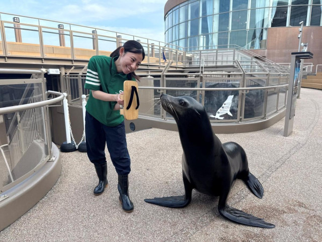 アクアワールド茨城県大洗水族館で梅雨イベント  アシカがげたで天気予想